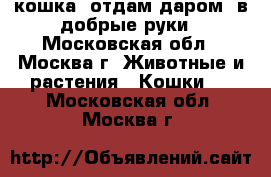 кошка. отдам даром. в добрые руки - Московская обл., Москва г. Животные и растения » Кошки   . Московская обл.,Москва г.